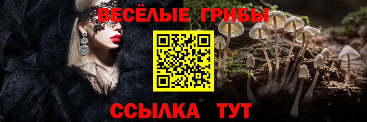 Псилоцибиновые грибы Psilocybine cubensis Новоалександровск